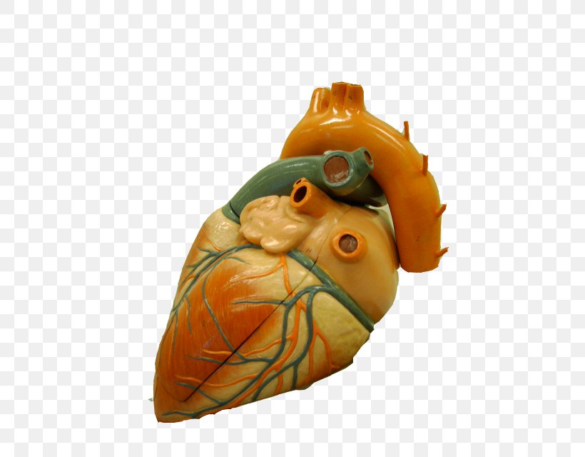 Ascending Aorta Heart Aortic Arch Superior Vena Cava, PNG, 480x640px, Ascending Aorta, Aorta, Aortic Arch, Artery, Coronary Arteries Download Free