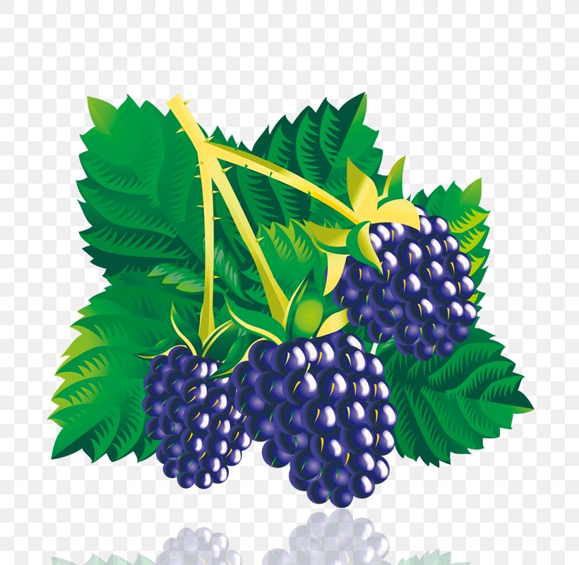 Mulberry, PNG, 800x800px, Mulberry, Berry, Bilberry, Blackberry, Boysenberry Download Free