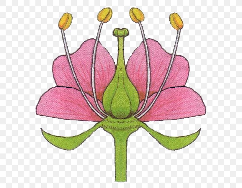 Petal Flower Stamen Plants Lesson, PNG, 623x637px, Petal, Biology, Botany, Cut Flowers, Flora Download Free