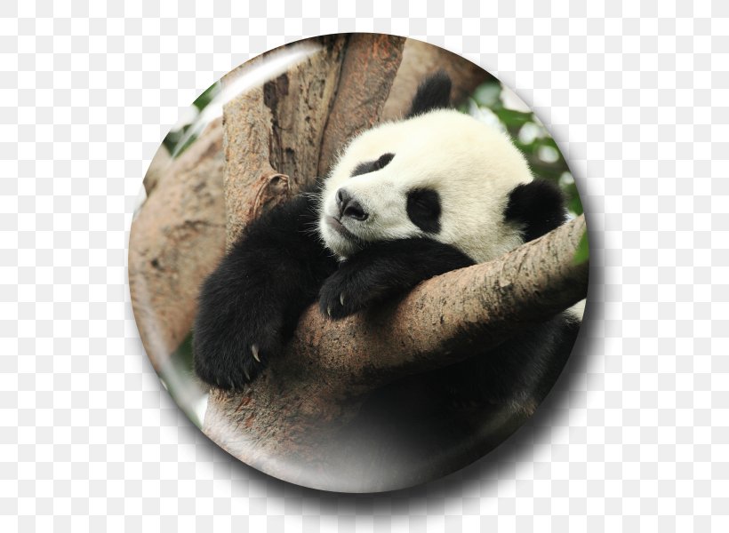 The Giant Panda Pandas Cute Panda Yuan Zi Et Huan Huan, PNG, 600x600px, Giant Panda, Ailuropoda, Animal, Bear, Best Panda Chinese Restaurant Download Free