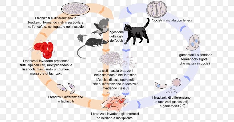 Felidae Toxoplasma Gondii Toxoplasmosis Biological Life Cycle Cat, PNG, 700x428px, Watercolor, Cartoon, Flower, Frame, Heart Download Free