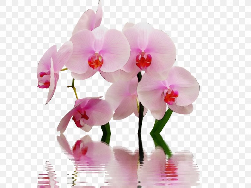Flower Flowering Plant Moth Orchid Plant Pink, PNG, 960x720px, Watercolor, Christmas Orchid, Cut Flowers, Flower, Flowering Plant Download Free