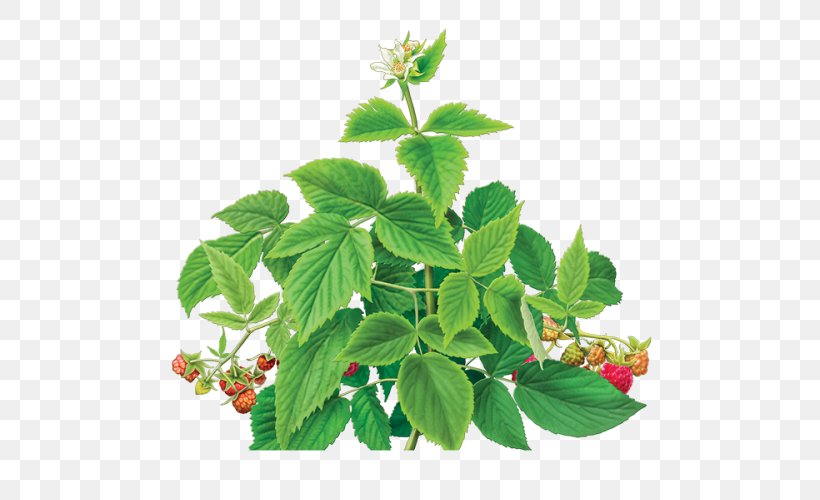 Herbal Tea Red Raspberry Leaf Green Tea, PNG, 500x500px, Tea, Caffeine, Flowerpot, Food, Green Tea Download Free