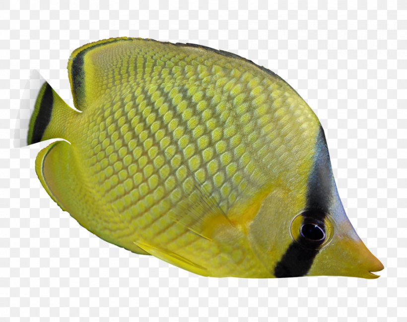 Personal Protective Equipment Fish, PNG, 931x738px, Personal Protective Equipment, Fish, Yellow Download Free