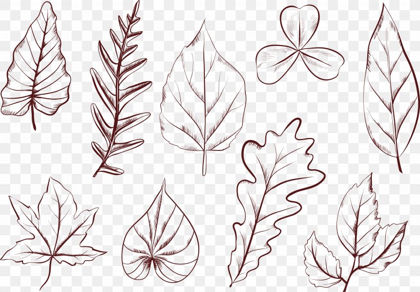 Plant Leaves Drawing Petal Leaf Shape, PNG, 5784x4030px, Plant Leaves, Branch, Drawing, Fern, Flora Download Free