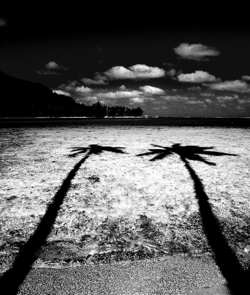 Black And White Coconut Photography, PNG, 1478x1744px, Black And White, Atmosphere, Calm, Cloud, Coconut Download Free