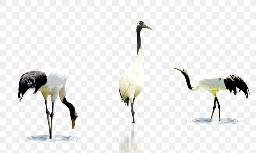 Crane Bird, PNG, 1000x600px, Crane, Beak, Bird, Coupon, Crane Like Bird Download Free
