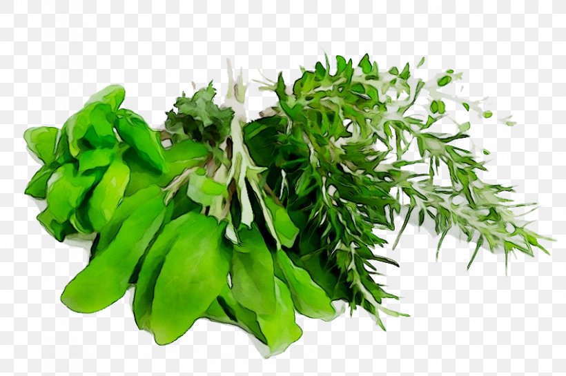 Herb Rosemary Clip Art Thymes, PNG, 849x565px, Herb, Curry Tree, Fines Herbes, Flower, Flowering Plant Download Free