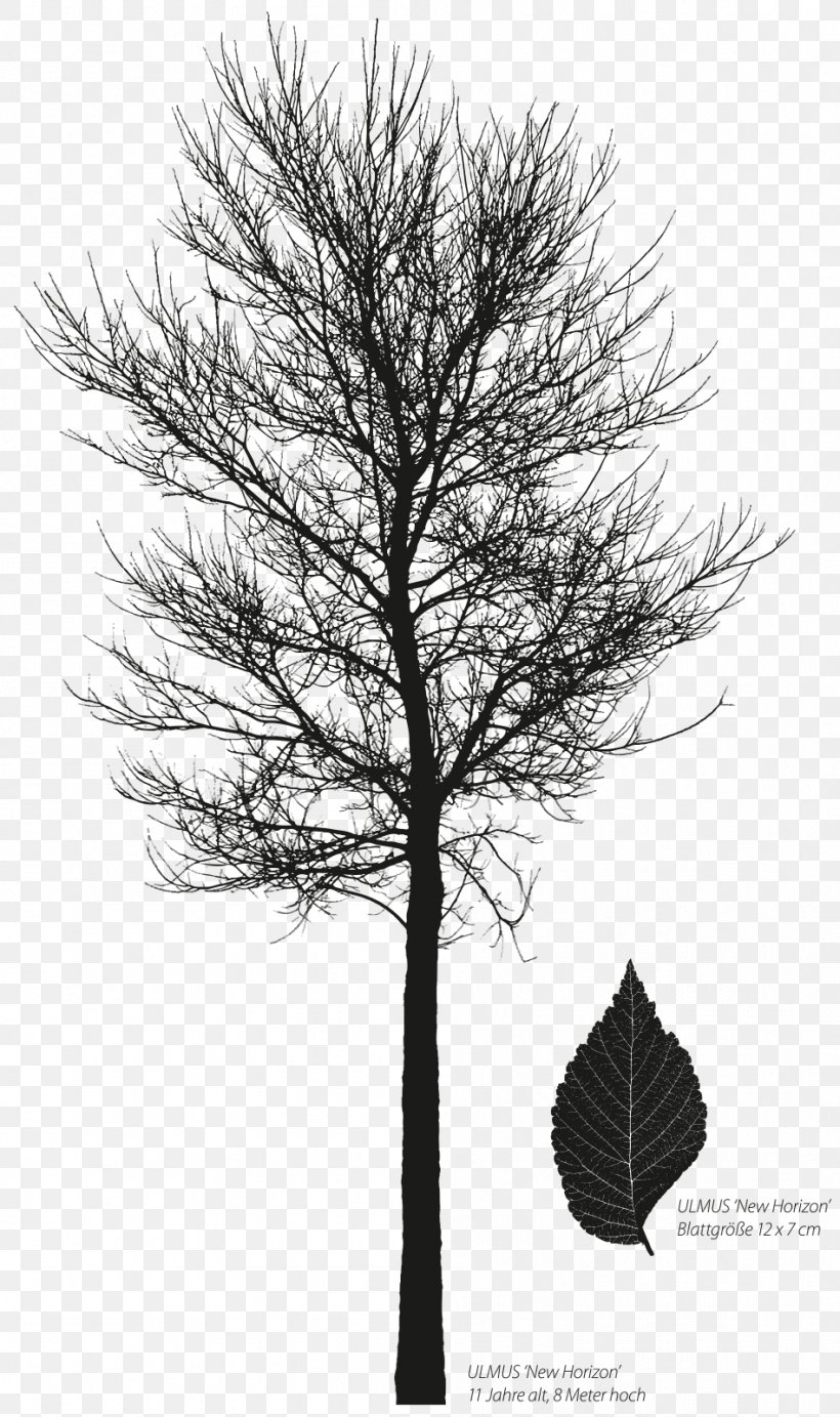 Larch Ulmus 'New Horizon' Pine Siberian Elm Ulmus Davidiana Var. Japonica, PNG, 948x1600px, Larch, Black And White, Branch, Conifer, Elm Download Free