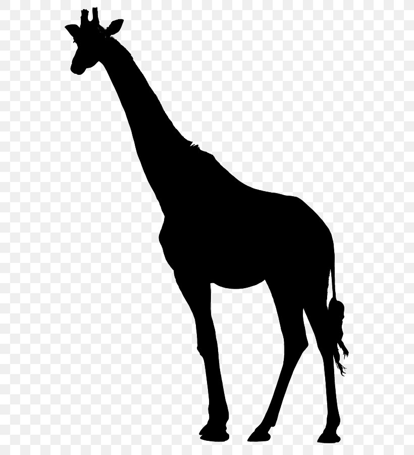 Mule Mustang Giraffe Black & White, PNG, 570x900px, Mule, Animal, Animal Figure, Black White M, Blackandwhite Download Free