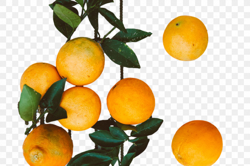 Orange, PNG, 1200x800px, Rangpur, Bitter Orange, Calamansi, Clementine, Fruit Download Free