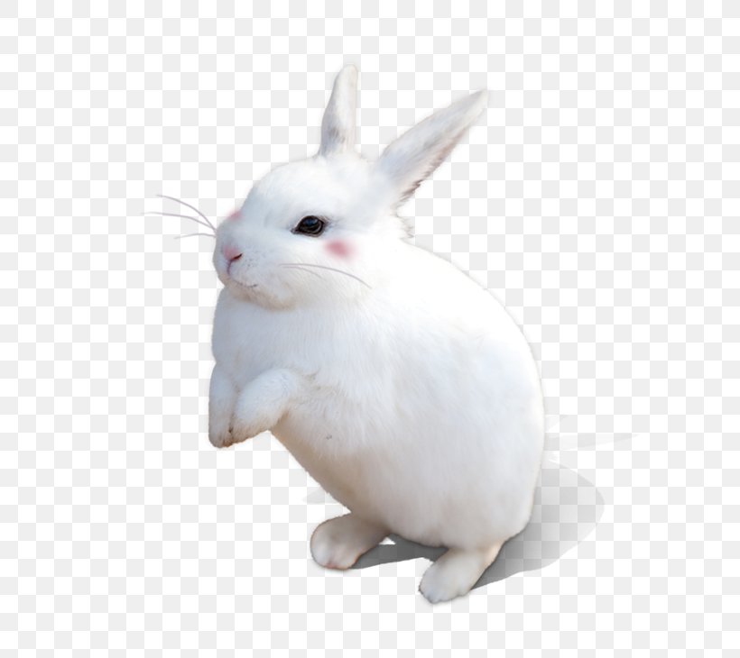White Rabbit, PNG, 630x730px, White Rabbit, Domestic Rabbit, European Rabbit, Gratis, Hare Download Free