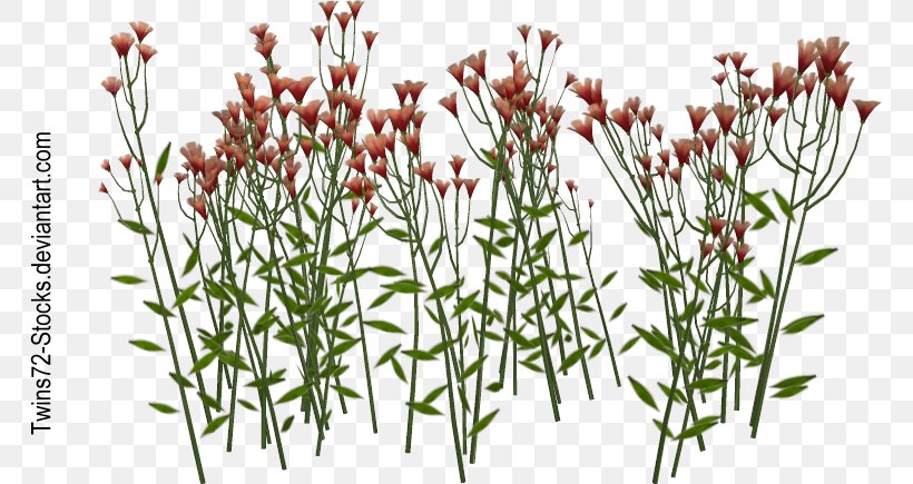 Wildflower Plant Stem Armeria Maritima, PNG, 765x435px, Flower, Armeria Maritima, Commodity, Common Daisy, Deviantart Download Free