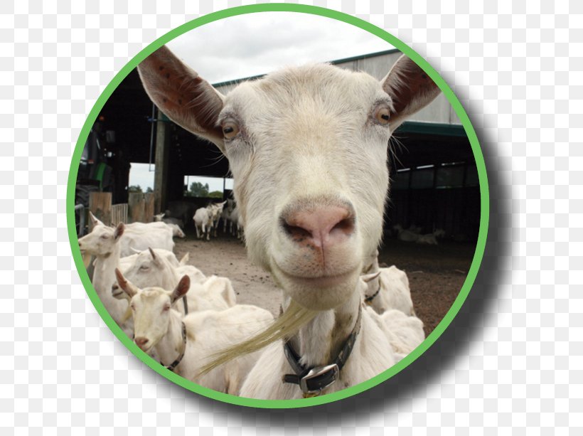 Goat Sheep Industry Dairy Federated Farmers, PNG, 642x613px, Goat, Arable Land, Cow Goat Family, Dairy, Dairy Products Download Free