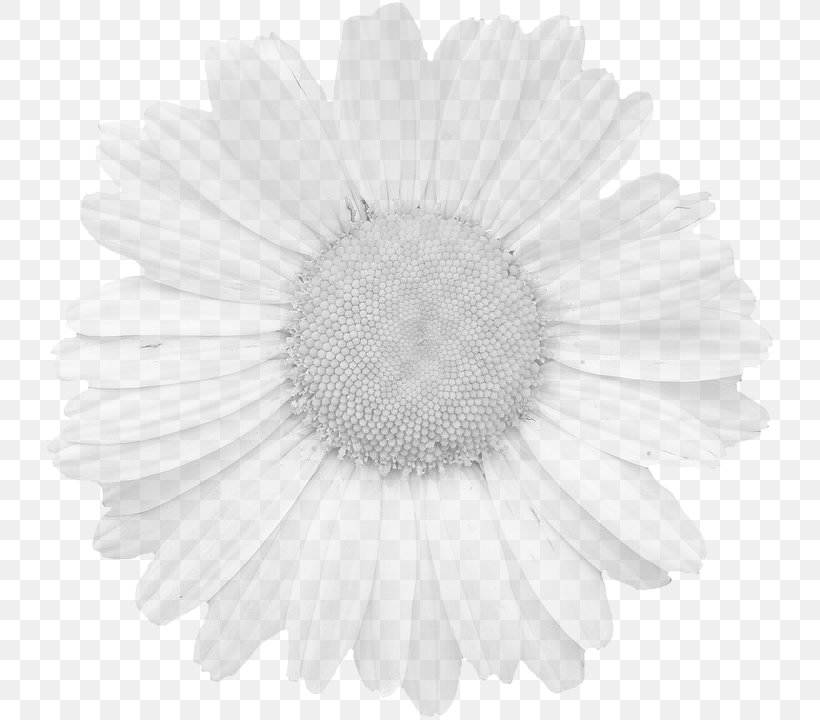 Graphics Flower Stock.xchng Pixabay Petal, PNG, 733x720px, Flower, Black And White, Close Up, Cut Flowers, Daisy Download Free