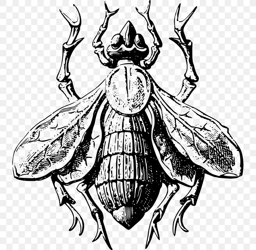 Honey Bee Insect Lovebird, PNG, 741x800px, Honey Bee, Animal, Art, Arthropod, Artwork Download Free