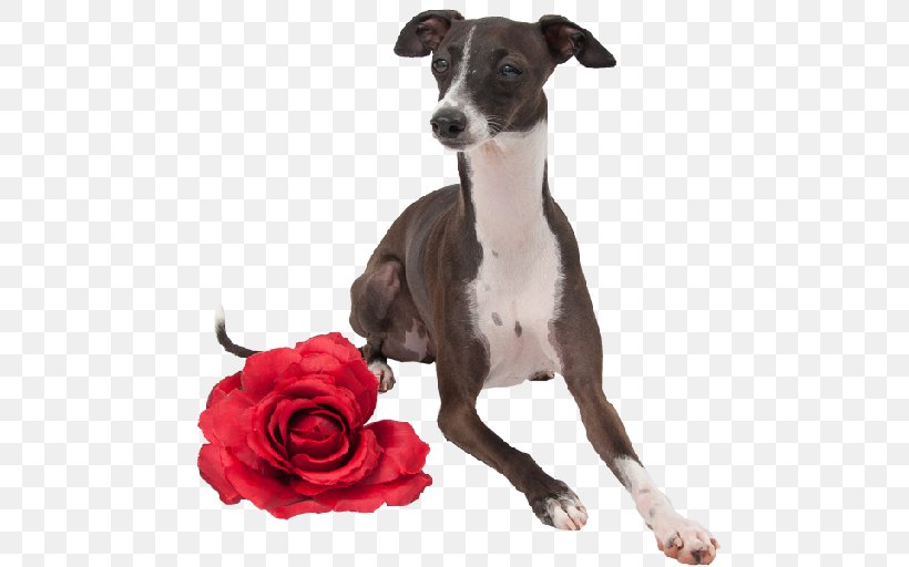 Italian Greyhound Spanish Greyhound Whippet Longdog, PNG, 512x512px, Italian Greyhound, Animal Sports, Breed, Carnivoran, Como Download Free