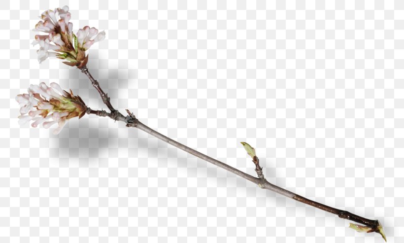 Blossom Fruit Tree Pollination Branch, PNG, 800x493px, Blossom, Branch, Digital Image, Flower, Fruit Tree Download Free