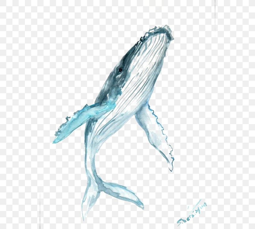 Humpback Whale Drawing Watercolor Painting Clip Art, PNG, 564x738px, Humpback Whale, Art, Beak, Beluga Whale, Bird Download Free