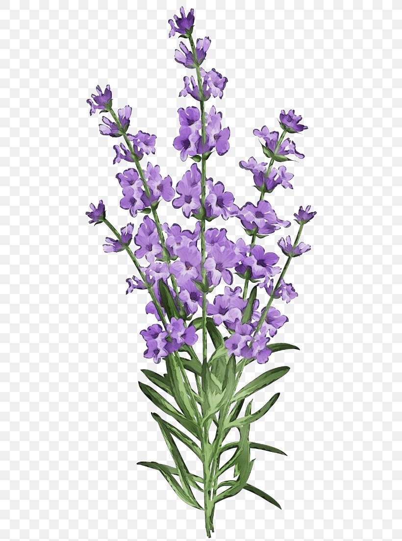 Lavender, PNG, 480x1104px, Watercolor, Cut Flowers, English Lavender, Flower, Flowering Plant Download Free