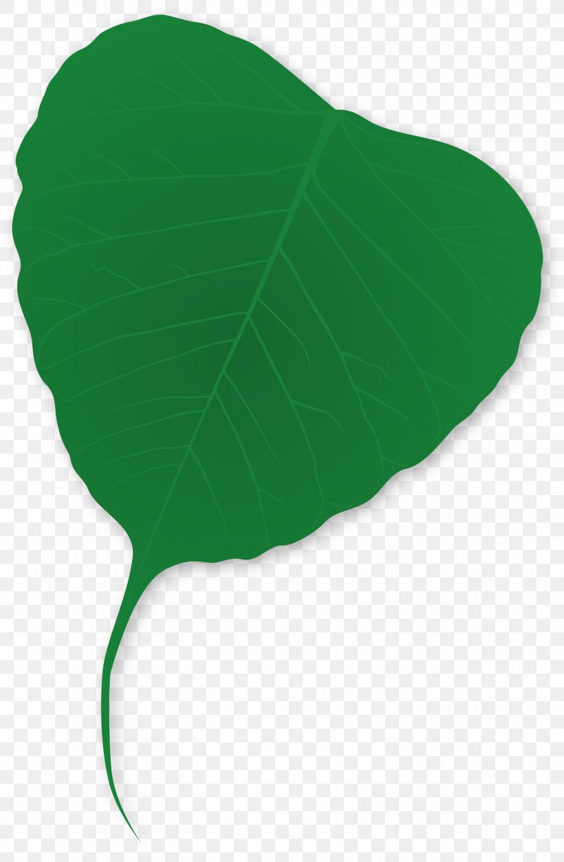 Plant Tree Green Leaf, PNG, 1569x2400px, Plant, Autumn Leaf Color, Bud, Ginkgo Biloba, Grass Download Free