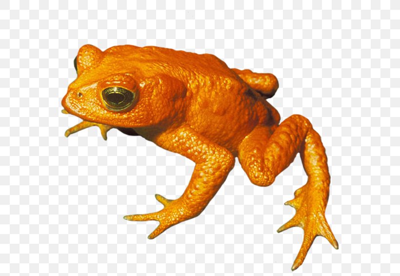 True Frog Golden Toad Amphibian, PNG, 650x566px, Frog, Amphibian, Animal, Endangered Species, European Green Toad Download Free
