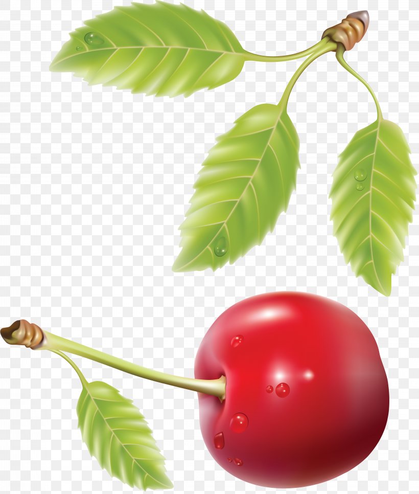 Cherry Fruit Royalty-free, PNG, 4633x5462px, Cherry, Berry, Blossom, Branch, Cherry Blossom Download Free