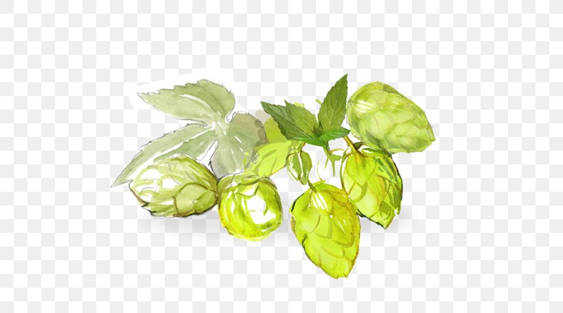 Common Hop Litter Nervousness Stress Nerve, PNG, 579x457px, Common Hop, Basil, Classic, Die Presse, Gooseberry Download Free