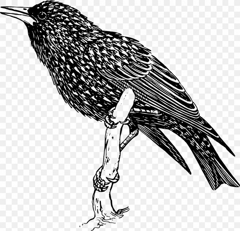 Common Starling Bird Clip Art, PNG, 1280x1234px, Common Starling, Beak, Bird, Bird Of Prey, Black And White Download Free