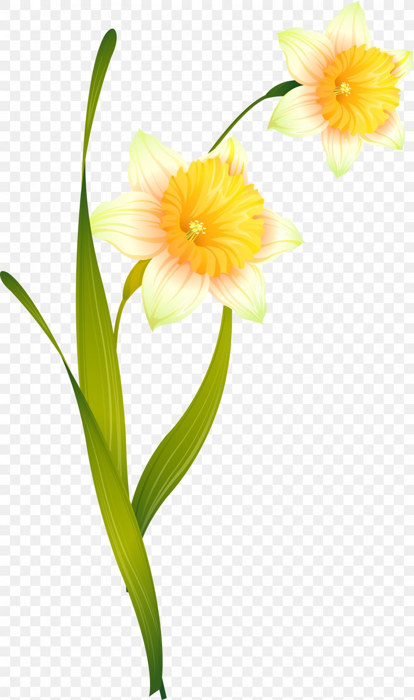 Daffodil Cut Flowers Amaryllis Narcissus, PNG, 3025x5116px, Daffodil, Amaryllis, Amaryllis Belladonna, Amaryllis Family, Cut Flowers Download Free