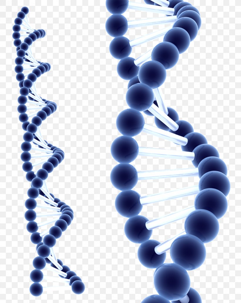 DNA Homo Sapiens Information Cell Biochemistry, PNG, 835x1050px, Dna, Bead, Biochemistry, Blue, Body Jewelry Download Free