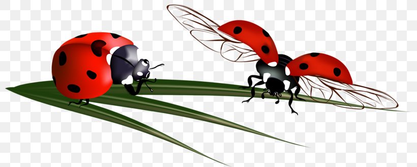 Ladybird Beetle Coccinella Septempunctata, PNG, 800x328px, Ladybird, Arthropod, Beetle, Beneficial Insects, Coccinella Septempunctata Download Free