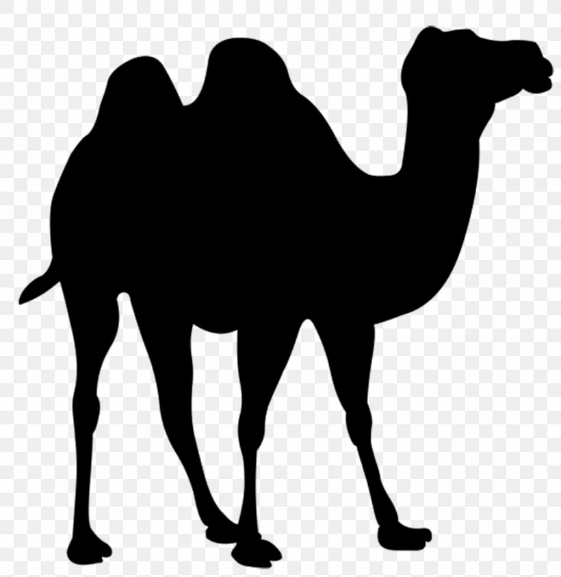Clip Art Dromedary Drawing Image Watercolor Painting, PNG, 919x945px, Dromedary, Arabian Camel, Art, Bactrian Camel, Blackandwhite Download Free