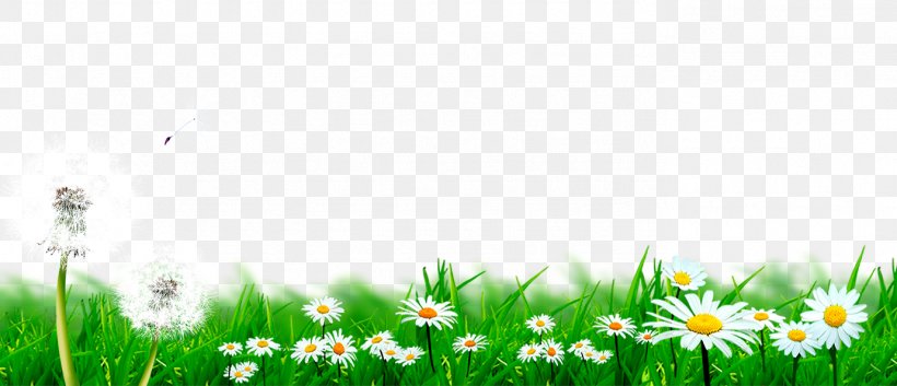 Dandelion Lawn Flower, PNG, 1381x595px, Dandelion, Chrysanthemum, Common Daisy, Energy, Field Download Free
