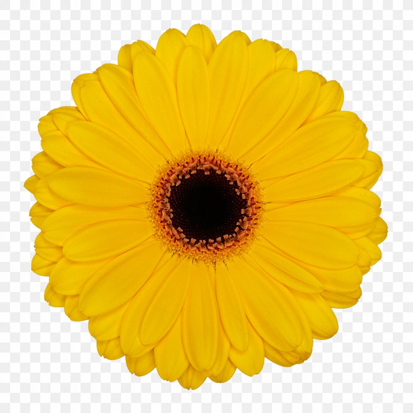 Flower Common Daisy Party Yellow Color, PNG, 1024x1024px, Flower, Baby Shower, Calendula, Color, Common Daisy Download Free