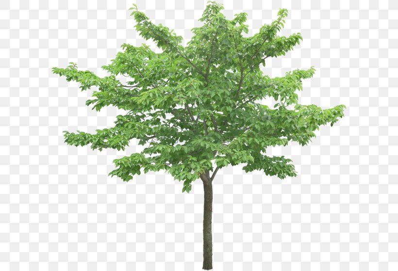 Tree Stock Photography Oak, PNG, 610x559px, Tree, Branch, Juglans, Leaf, Oak Download Free