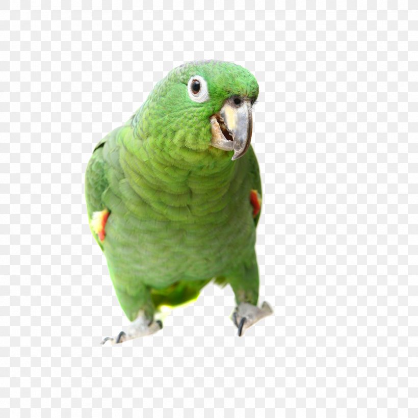 True Parrot Bird Southern Mealy Amazon Turquoise-fronted Amazon Yellow-headed Amazon, PNG, 1772x1772px, True Parrot, Amazon Parrot, Beak, Bird, Chart Download Free