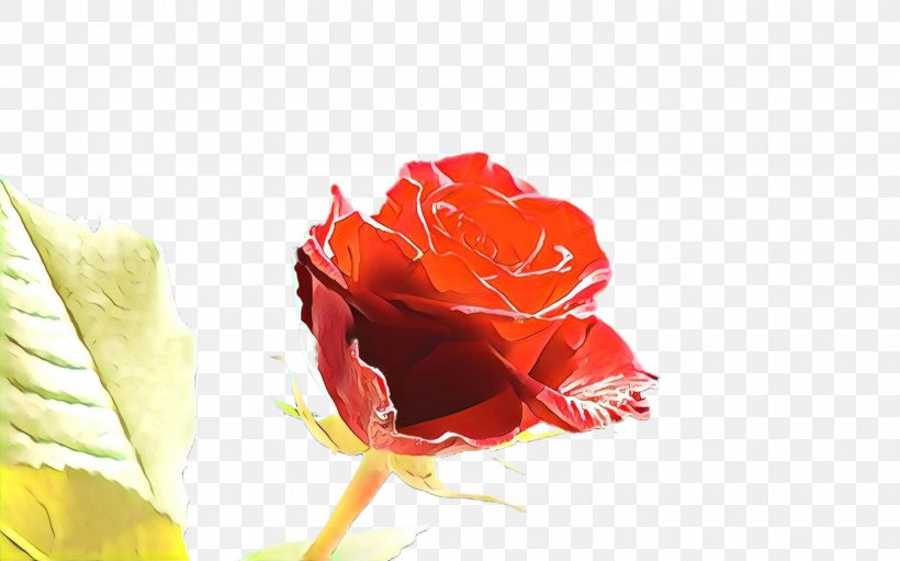 Garden Roses, PNG, 1400x874px, Cartoon, Flower, Garden Roses, Hybrid Tea Rose, Orange Download Free