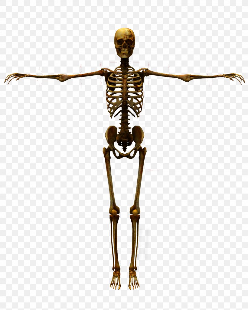 Human Skeleton 3D Computer Graphics Illustration, PNG, 1600x2000px, 3d Computer Graphics, 3d Rendering, Skeleton, Anatomy, Human Download Free