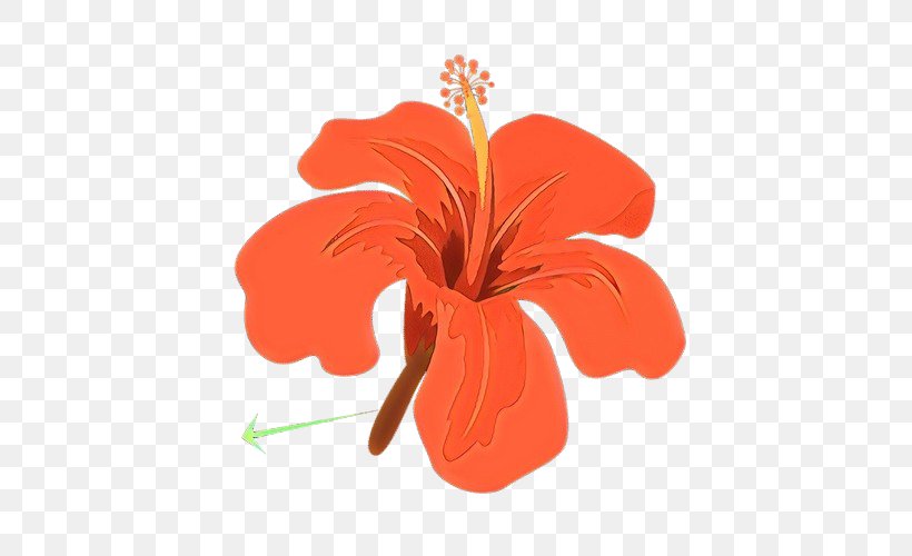 Orange, PNG, 500x500px, Cartoon, Chinese Hibiscus, Flower, Hawaiian Hibiscus, Hibiscus Download Free