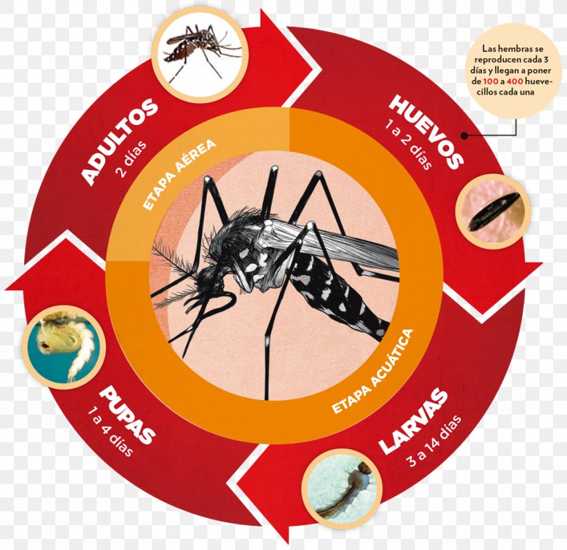 Dengue Chikungunya Virus Infection Yellow Fever Mosquito Zika Virus Zika Fever, PNG, 960x932px, Dengue, Aedes, Brand, Case Fatality Rate, Chikungunya Virus Infection Download Free