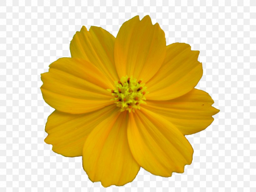 Desktop Wallpaper Flower, PNG, 900x675px, Flower, Alt Attribute, Calendula, Cosmos, Daisy Family Download Free