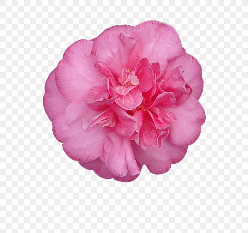 Digital Scrapbooking Embellishment, PNG, 1828x1724px, Digital Scrapbooking, Camellia, Camellia Sasanqua, China Rose, Embellishment Download Free