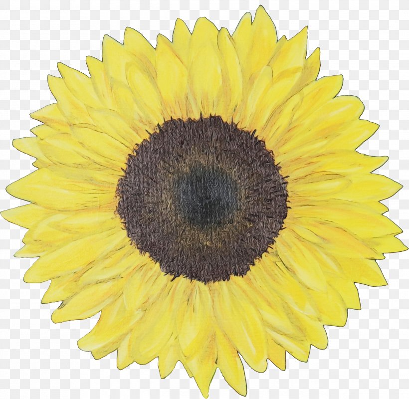 Flowers Background, PNG, 2587x2527px, Common Sunflower, Asterales, Cuisine, Cut Flowers, Daisy Family Download Free
