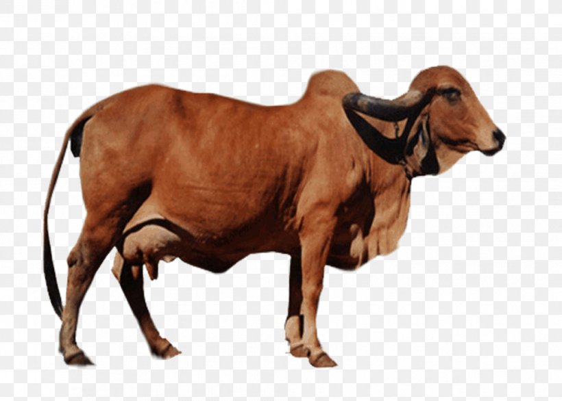 Gyr Cattle Jasdan Jersey Cattle Ox Organic Food, PNG, 1006x719px, Gyr Cattle, Bull, Cattle, Cattle Like Mammal, Cow Goat Family Download Free