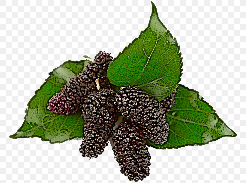 Leaf Plant Flower Red Mulberry Blackberry, PNG, 763x611px, Leaf, Blackberry, Flower, Food, Mulberry Family Download Free