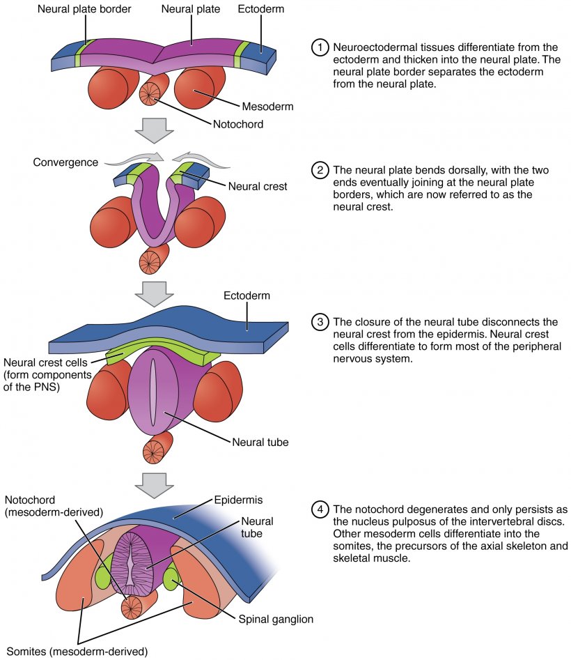 Neural Tube Neurulation Neural Crest Ectoderm Embryo, PNG, 1952x2255px, Watercolor, Cartoon, Flower, Frame, Heart Download Free