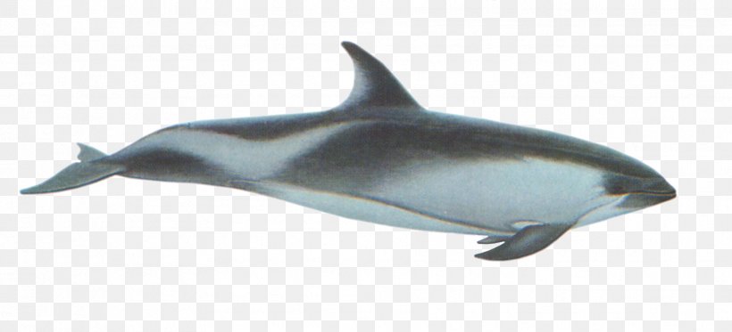 White-beaked Dolphin Porpoise Striped Dolphin Rough-toothed Dolphin Common Bottlenose Dolphin, PNG, 1813x825px, Whitebeaked Dolphin, Cetacea, Common Bottlenose Dolphin, Dolphin, Fauna Download Free