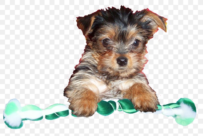Yorkshire Terrier Australian Silky Terrier Australian Terrier Morkie Puppy, PNG, 813x550px, Yorkshire Terrier, Australian Silky Terrier, Australian Terrier, Biewer Terrier, Carnivoran Download Free