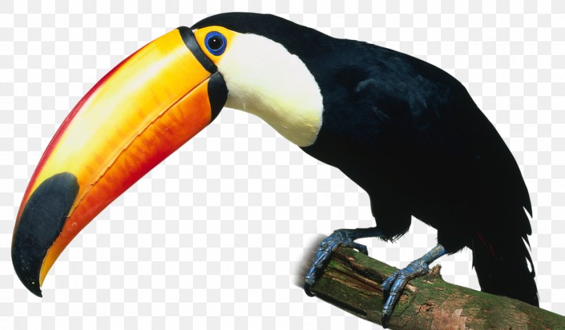Bird Toco Toucan YouTube Parrot, PNG, 960x562px, Bird, Animal, Beak, Bird Of Prey, Book Download Free
